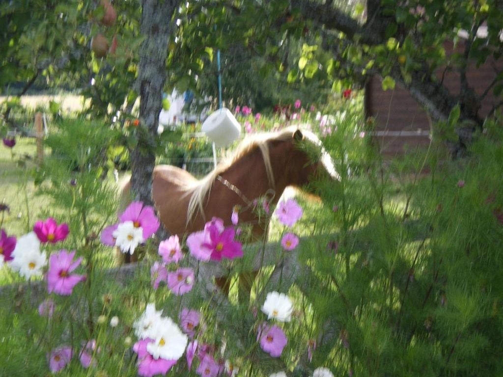 Bed and Breakfast Le Trot'In Chair Martigny-le-Comte Екстер'єр фото